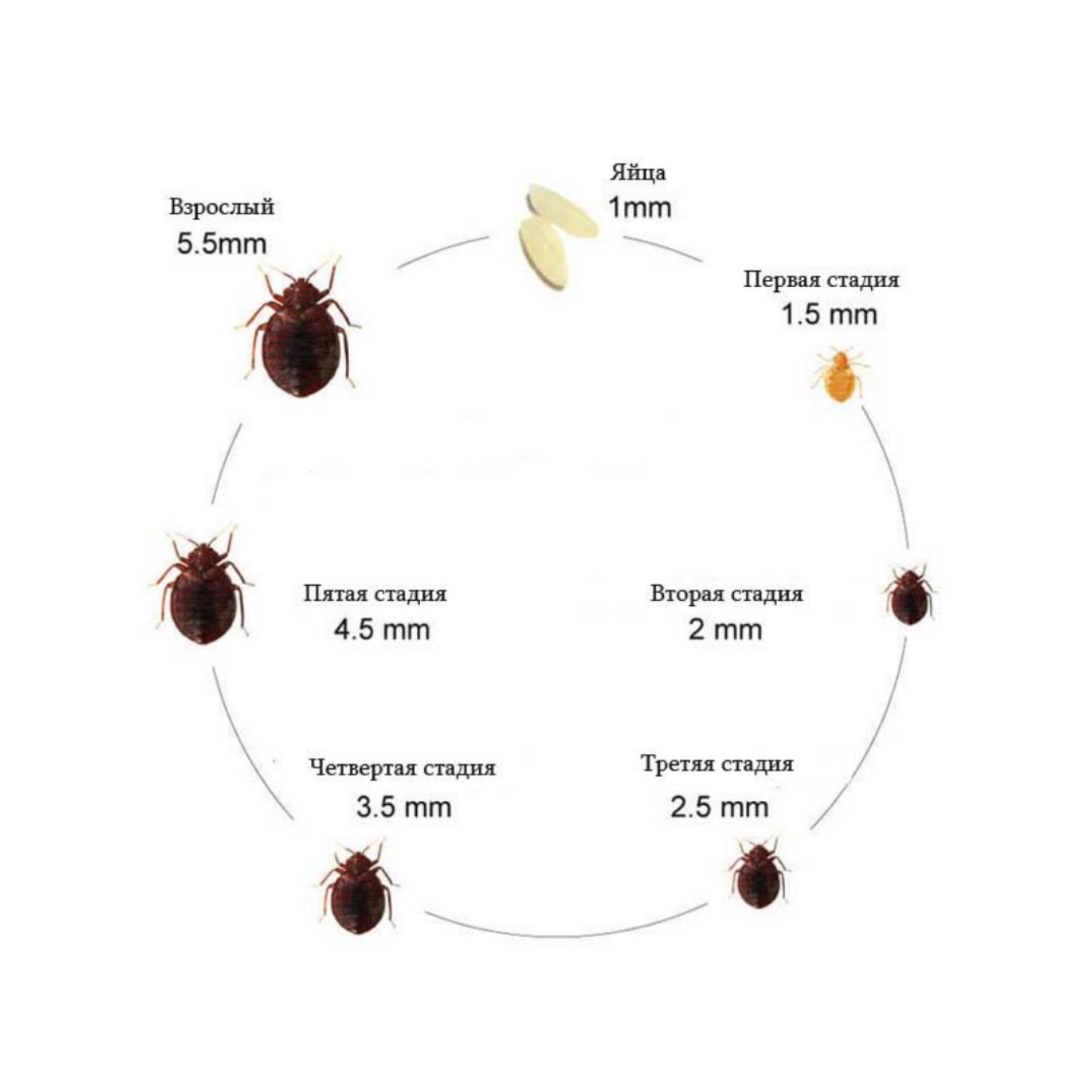 Цикл развития постельного клопа схема