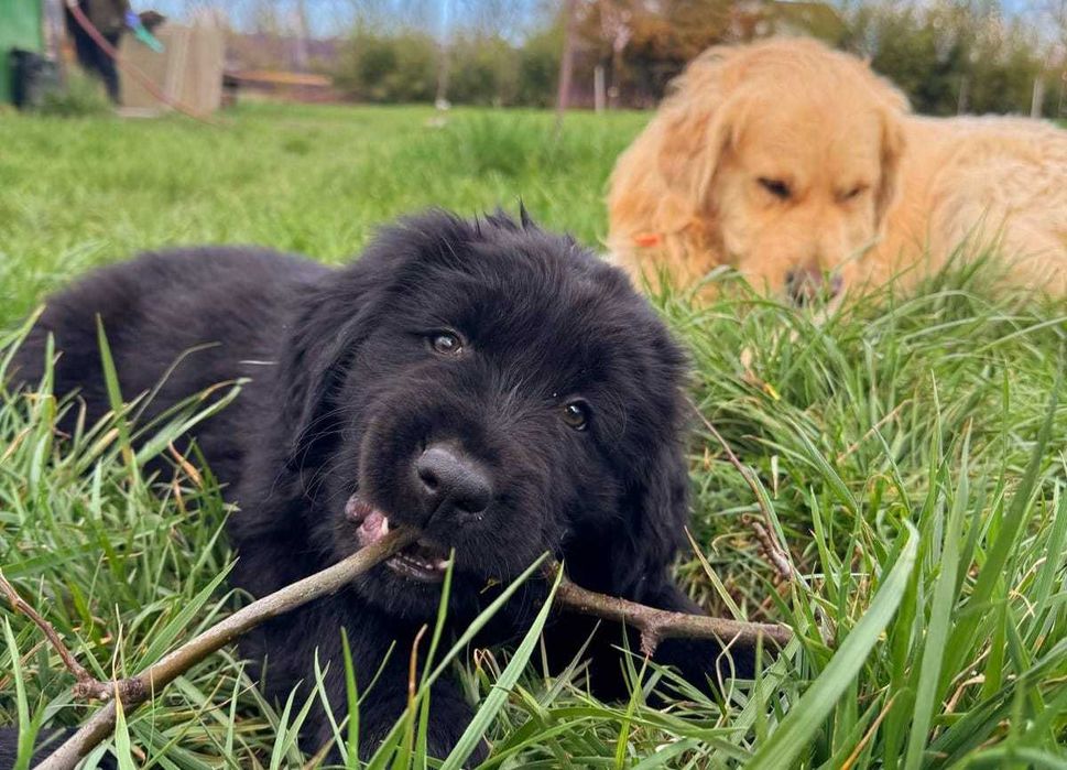 Golden-Mastiff 3 puiuti speciali