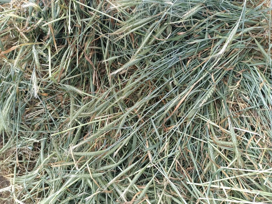 Baloti infoliati triticale