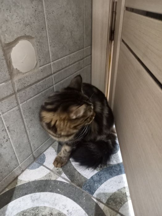 Кошка и кот домашние