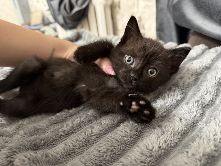 Котенок.