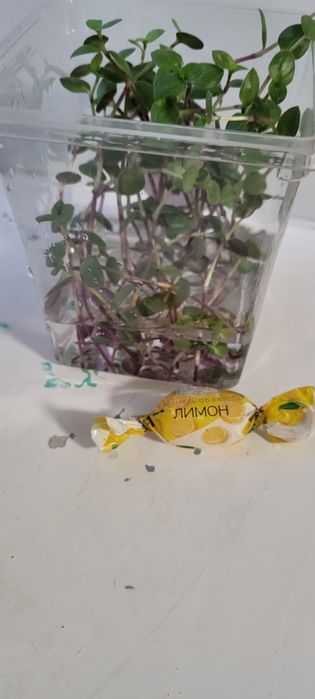 Продам срезы коллизии