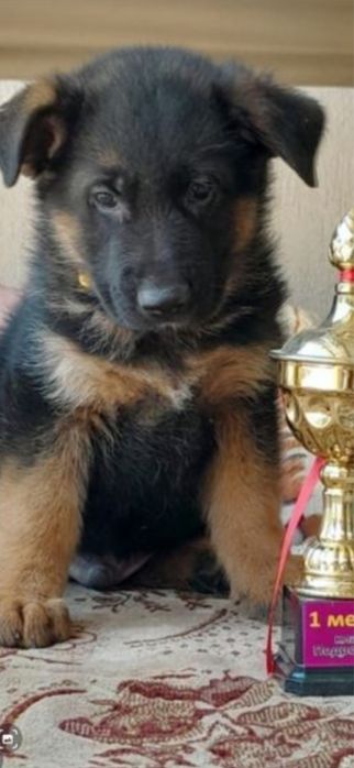 Чистокровные щенки Немецкой овчарки