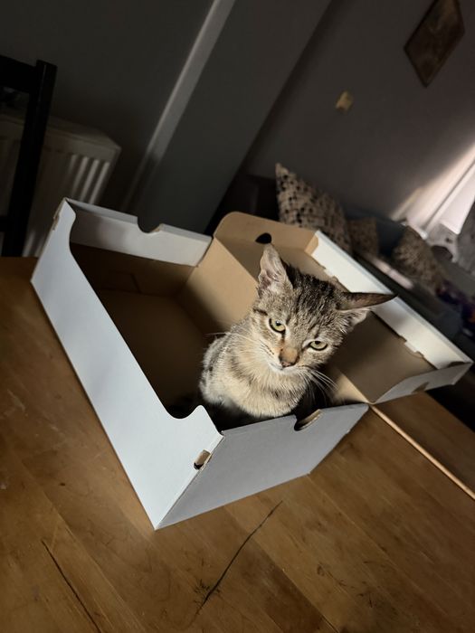 Adoptie pisica,zona Voluntari,Bucuresti