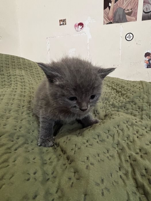 Котята бесплатно