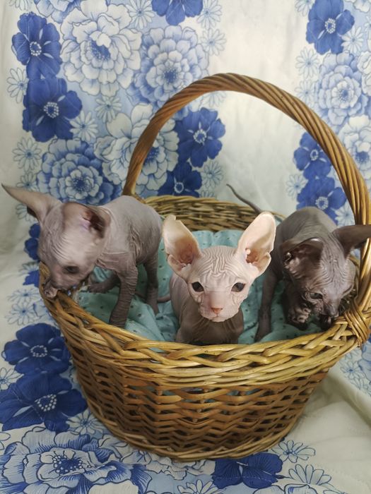 Котята донские сфинксы