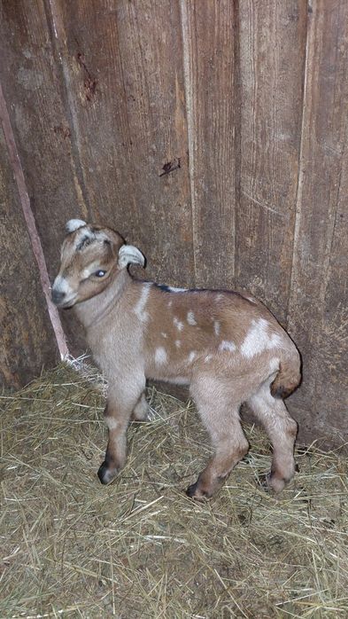 Vand ieduț.         .