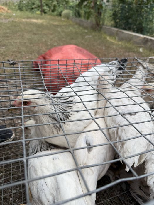 Балапандар,Цыпляты