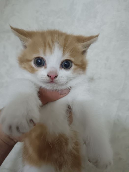 Отдам котят 1.5 месяца