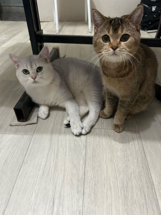 Кот на взяку  британский