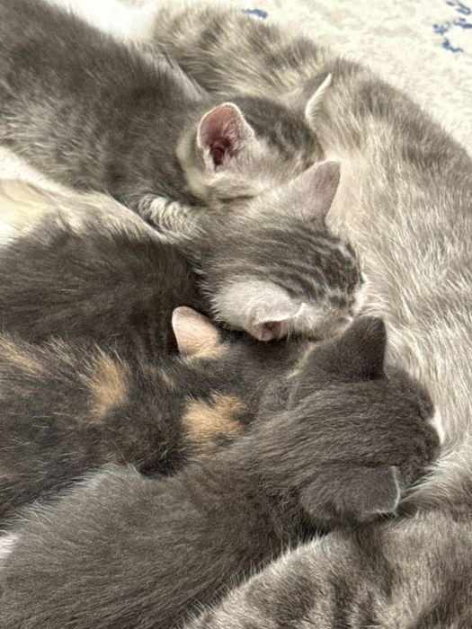 Отдам даром в хорошие руки