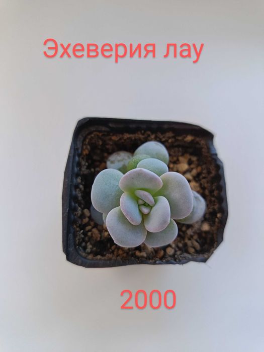 Редкие суккуленты