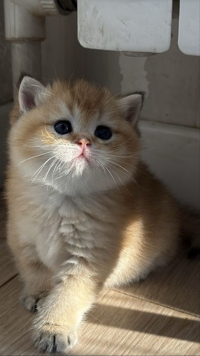 Золотая шиншилла! Чистокровные Британцы