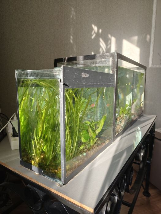 Аквариум, два аквариума