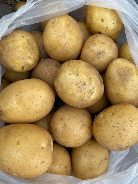 Картофель домашний