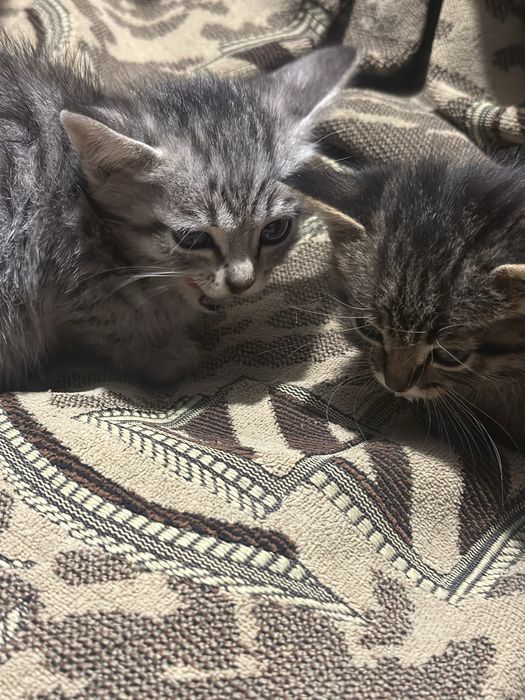 Отдам котят в добрые руки