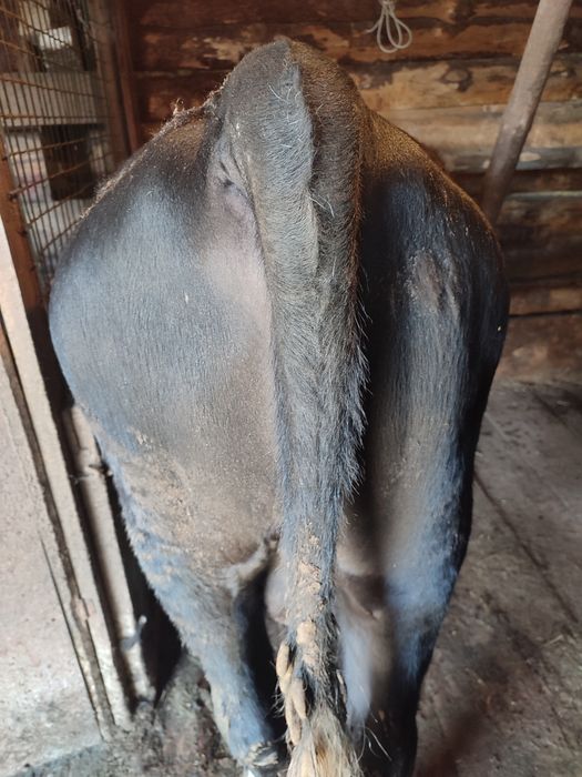 Бычки на откорме