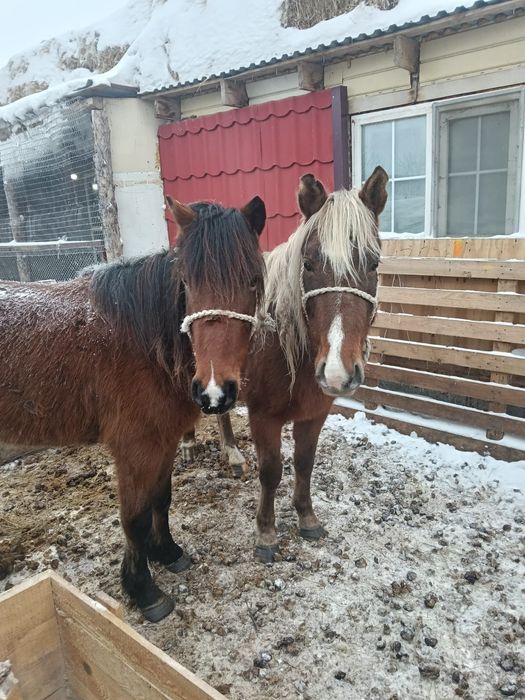 Продаёсят Бие  с  жеребенкам Байтал