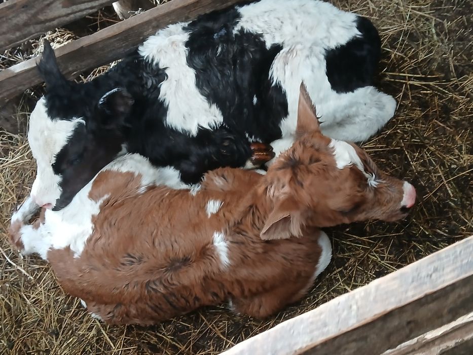 Vand vitei baltata românească