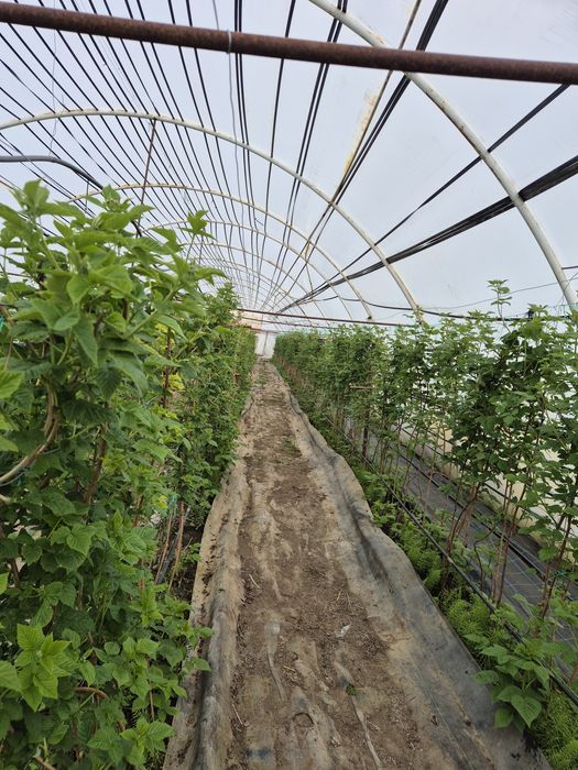 Caut sezonieri / full time in Diosig