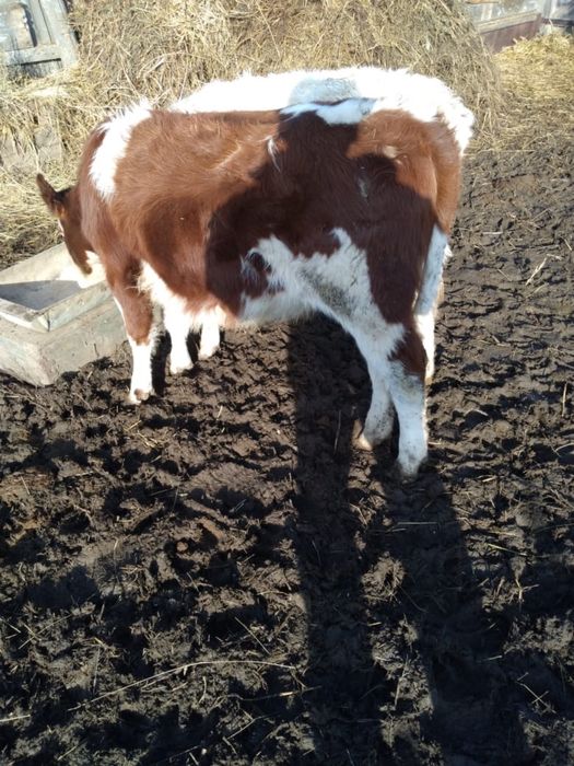 Сатылады баспактар