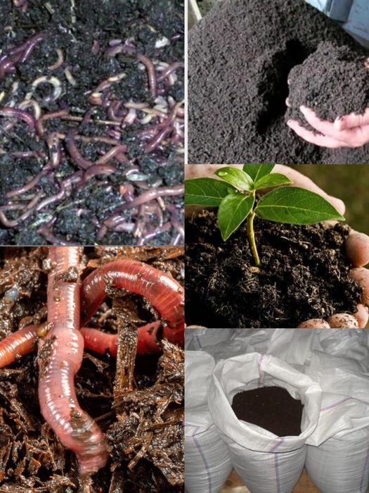 Биогумус сатылады