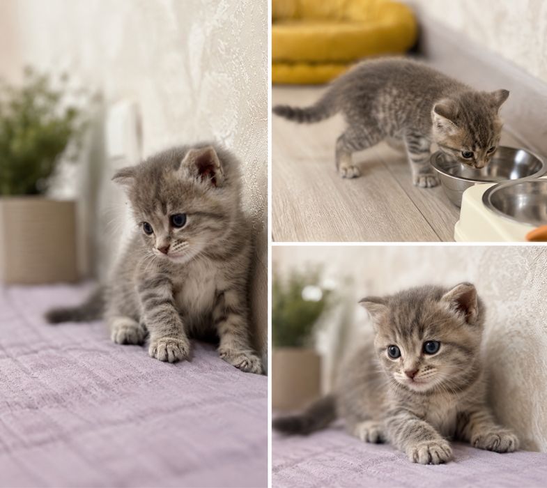 Продаются вислоухие шотландские котята