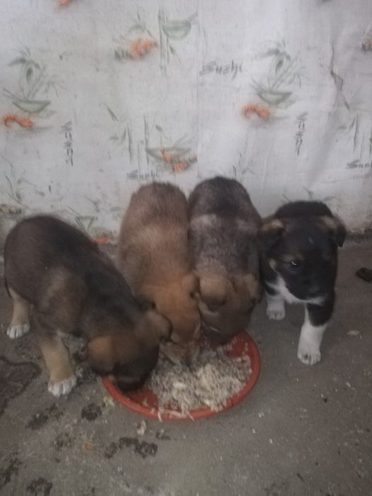 Отдам щенков в хорошие руки