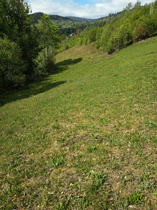 Teren  Comuna Horea-Alba