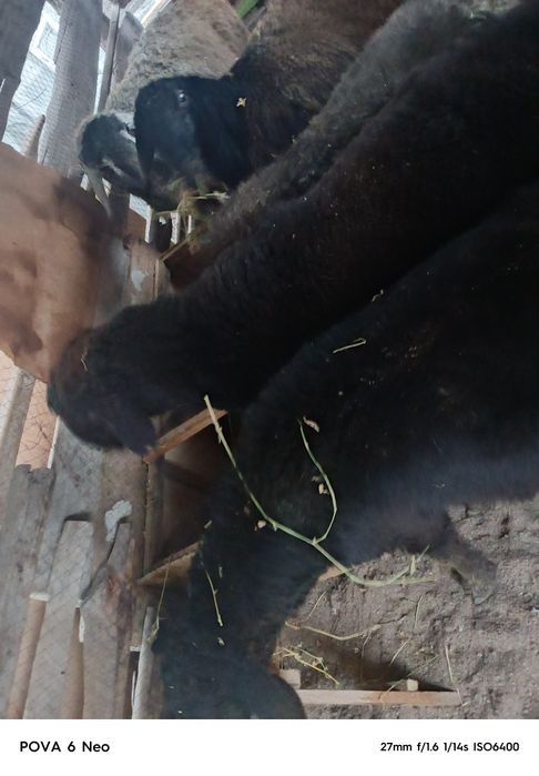 Кошкаров  продам