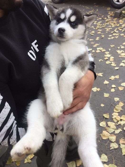 Принцесса от Хаски Планета