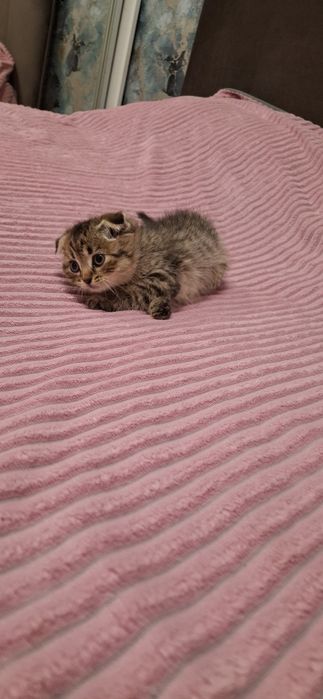 Шотландские вислоухие котята