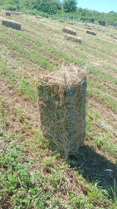 Vând baloți de lucernă