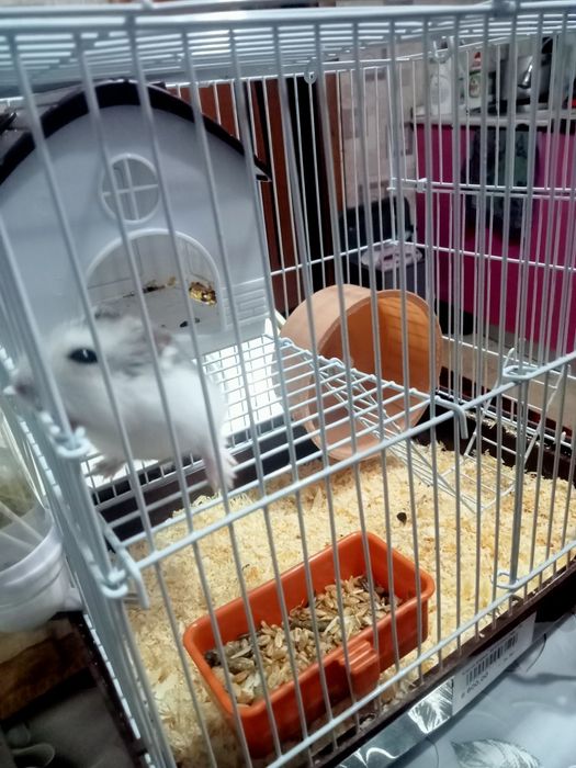 Продам хомячиху с клеткой