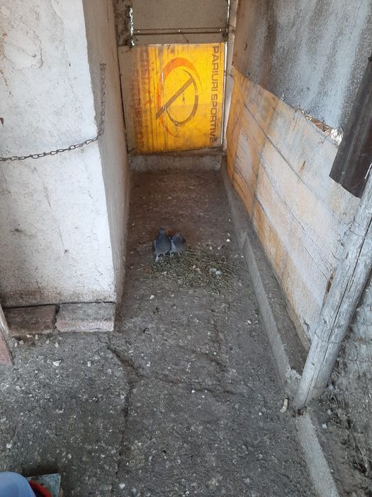 Vánd porumbei  voiajori  puii  urgent