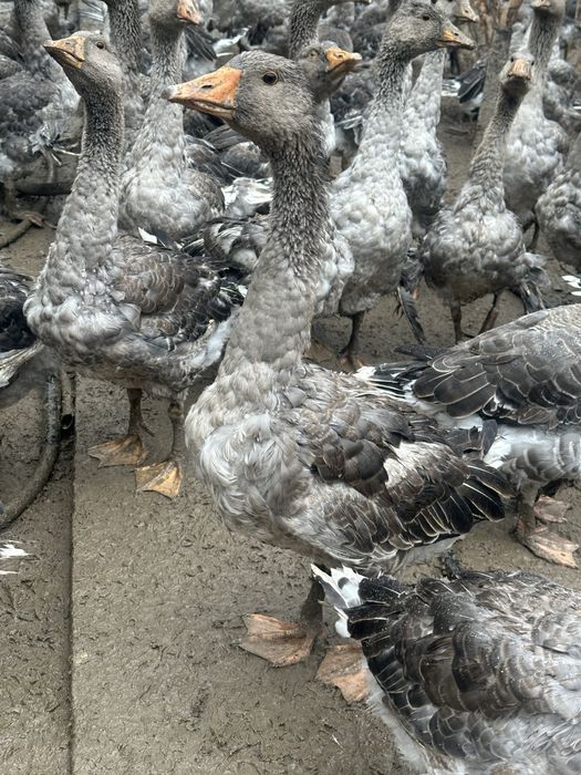 Продам гусей срочно