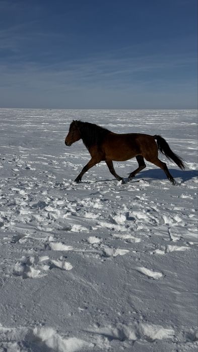 Белді жабы айғыр сатылады