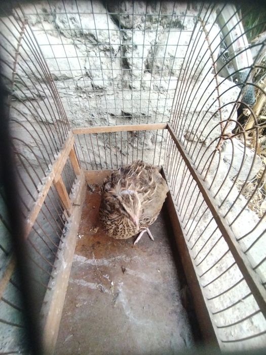 Xar xil rangdagi dekarativ bedanalar xar xil yoshda
