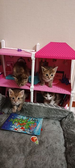 Отдам даром котят