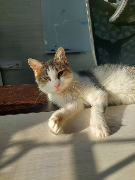 Котенок девочка ласковая