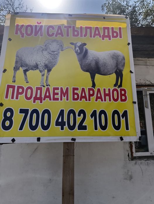 Продам бараны жирные. Кой сайтам