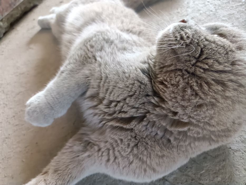 Scottish Fold  erkak