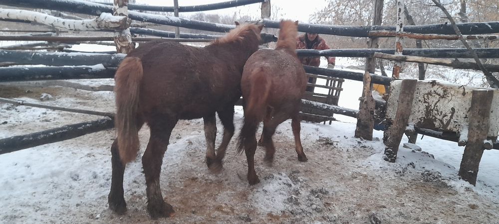 Продам лошадей СОҒЫМ