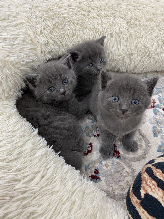 Продам кошек Алматы шок цена!