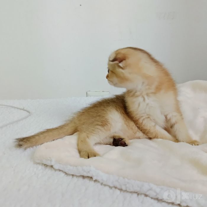 Скоттиш Фолд девочка светлое золото Шиншила