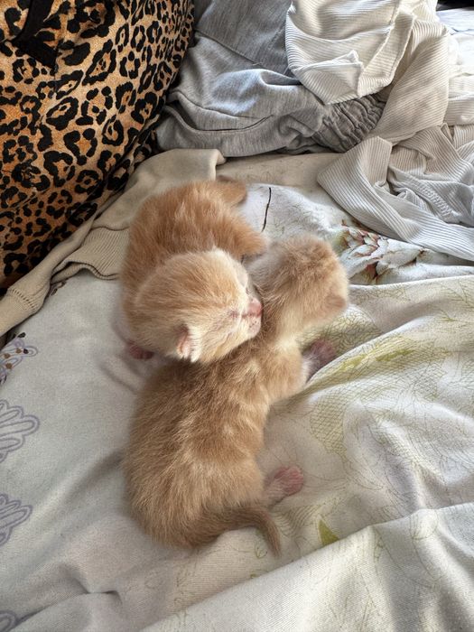 Котята продаем за 15 тысяч)