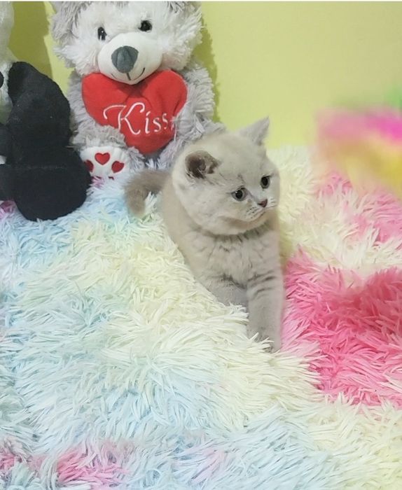 British shorthair