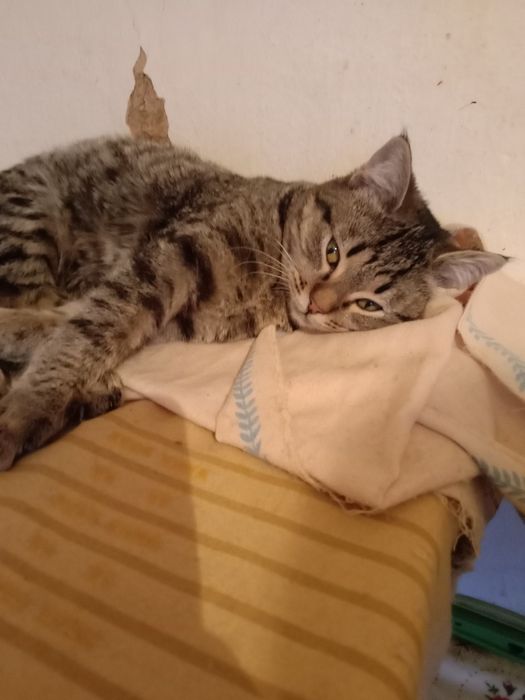 Котята в хорошие руки