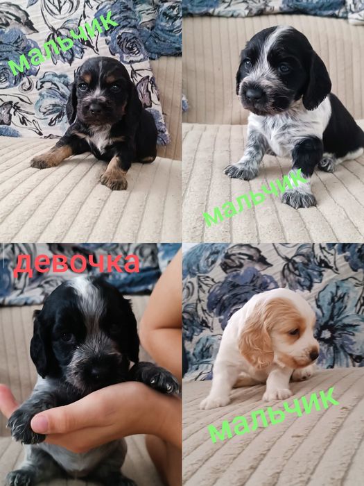 Продам щенят спаниельки