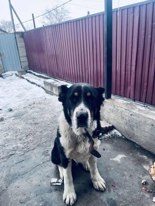 Азиятский Алабай